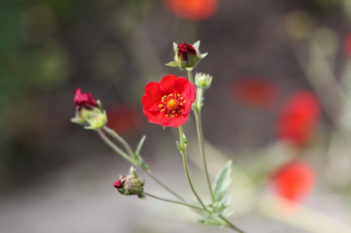 Krasnyie tsvetyi Red flowers 700x466 Красные цветы   Red flowers