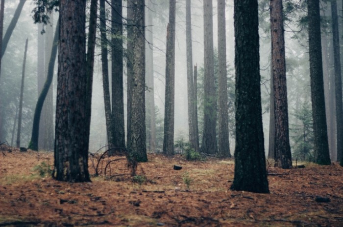 Les tuman Forest fog 700x465 Лес, туман   Forest, fog