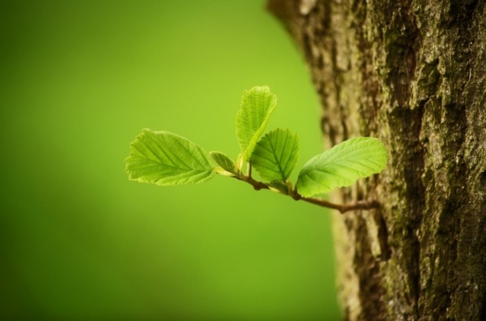 Listya derevo Leaves tree 700x463 Листья, дерево   Leaves, tree