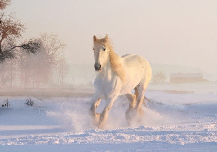 Loshad sneg Horse snow 700x489 Лошадь, снег   Horse, snow