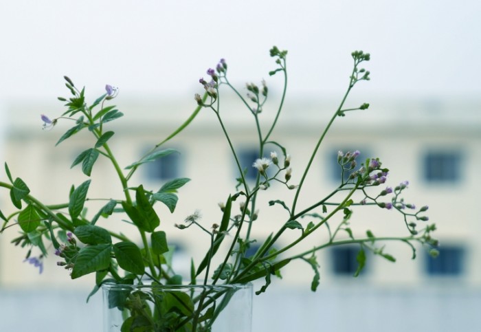 Rasteniya tsvetyi Plants flowers 700x483 Растения, цветы   Plants, flowers