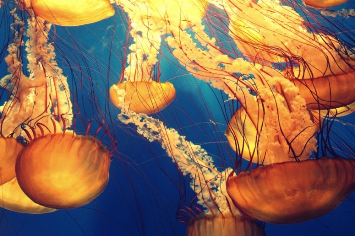  Медузы   jellyfish