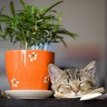 Кот, горшок, растение - Cat, pot, plant