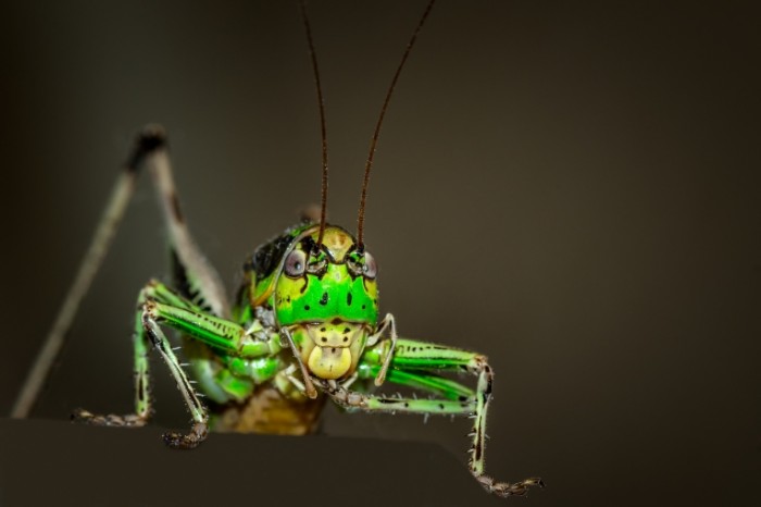 Kuznechik Grasshopper 5020x3350 700x466 Кузнечик   Grasshopper