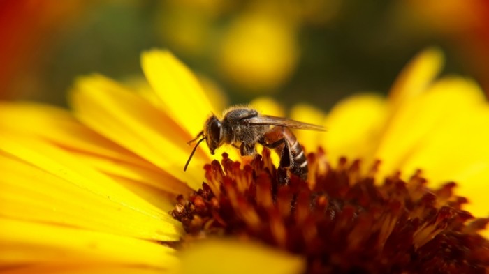 Osa Wasp 4128  2322 700x393 Оса   Wasp