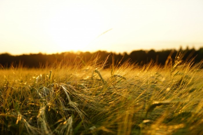 Pole pshenitsyi Wheat field 6000  4000 700x466 Поле пшеницы   Wheat field