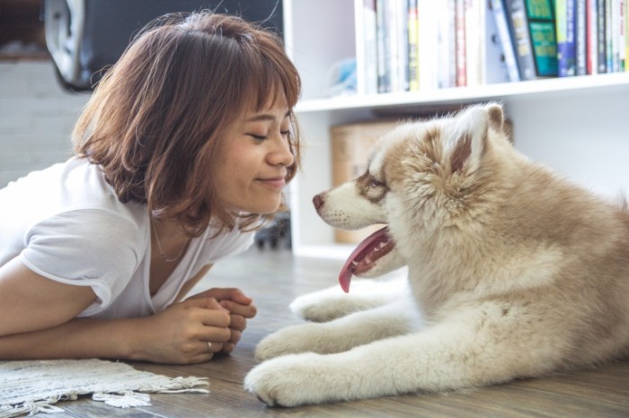  Девушка с хаски   Girl with a Husky