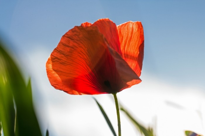 Krasnyiy mak Red poppy 5184  3456 700x466 Красный мак   Red poppy