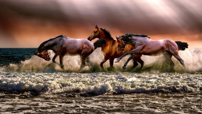 Loshadi tabun bereg Horses herd shore 5000  2830 700x395 Лошади, табун, берег   Horses, herd, shore