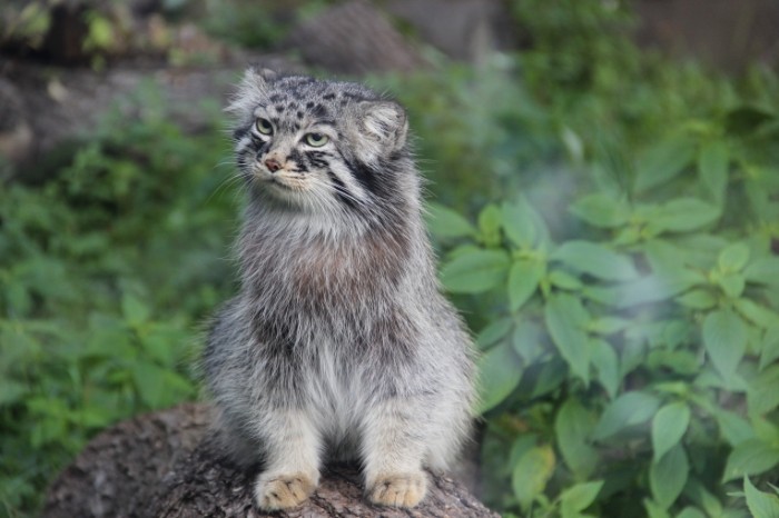 Manul poglad kota Manul stroke the cat 5184  3456 700x466 Манул, погладь кота   Manul, stroke the cat