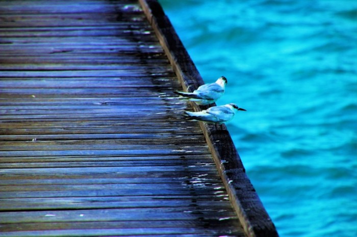 Pirs ptitsyi Pier birds 6000  4000 700x466 Пирс, птицы   Pier, birds