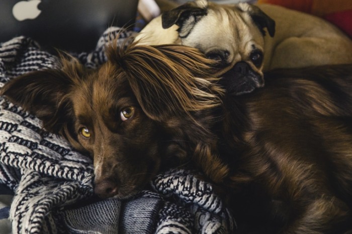  Спаниель и мопс, собаки   Spaniel and pug dog