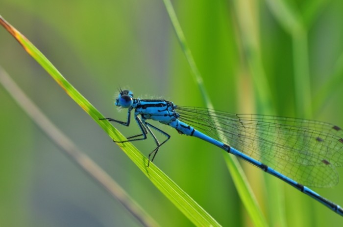 Strekoza makro lazur Dragonfly macro azure 4288  2848 700x464 Стрекоза, макро, лазурь   Dragonfly, macro, azure