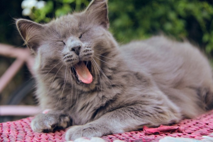 Zevayushhiy kot Yawning Cat 5184  3456 700x466 Зевающий кот   Yawning Cat