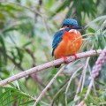 Зимородок, макро - Kingfisher, macro