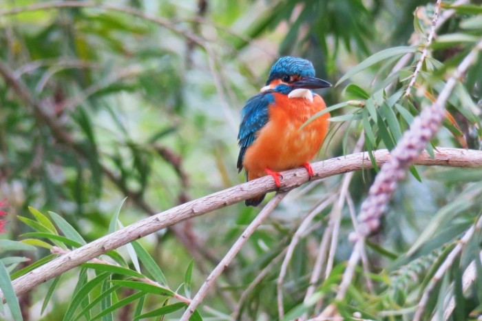 Zimorodok makro Kingfisher macro 5472  3648 700x466 Зимородок, макро   Kingfisher, macro