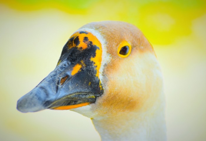 Gus ptitsa makro Goose bird macro 5496  3783 700x481 Гусь, птица, макро   Goose, bird, macro