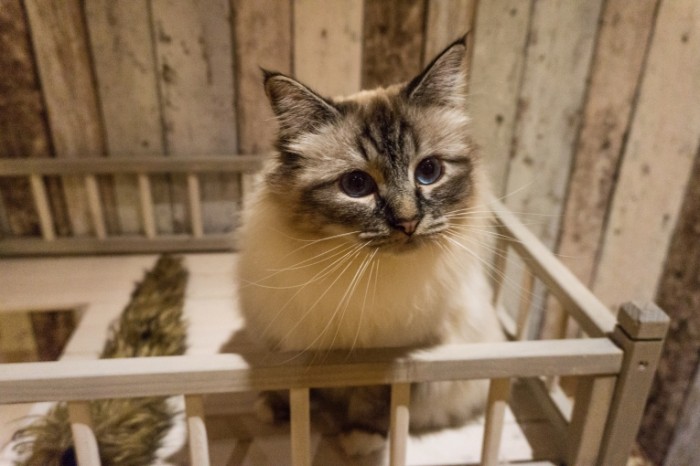 Koshka koshachiy domik Cat cat house 6000  4000 700x466 Кошка, кошачий домик   Cat, cat house