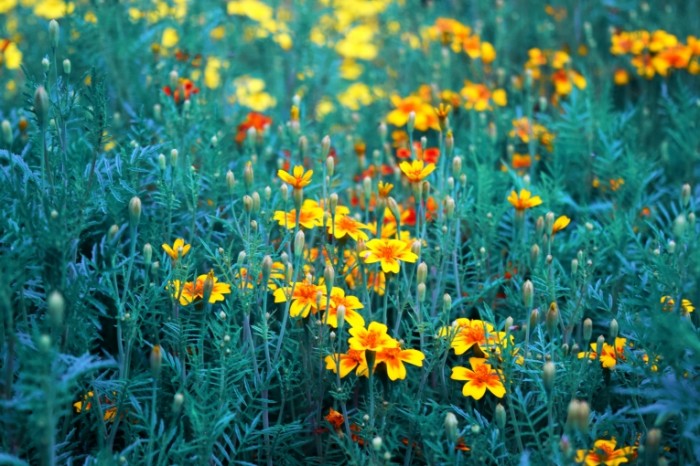 Lugovyie tsvetyi trava Meadow flowers grass 6000  4000 700x466 Луговые цветы, трава   Meadow flowers, grass