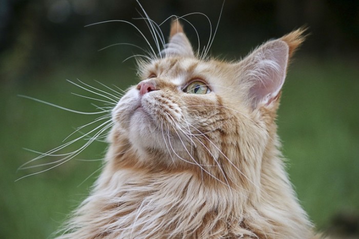 Meyn Kun kot krupnyim planom Maine Coon cat closeup 5472  3648 700x466 Мейн Кун, кот, крупным планом   Maine Coon, cat, closeup