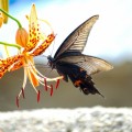 Мотылек, макро, цветок - Moth, macro, flower