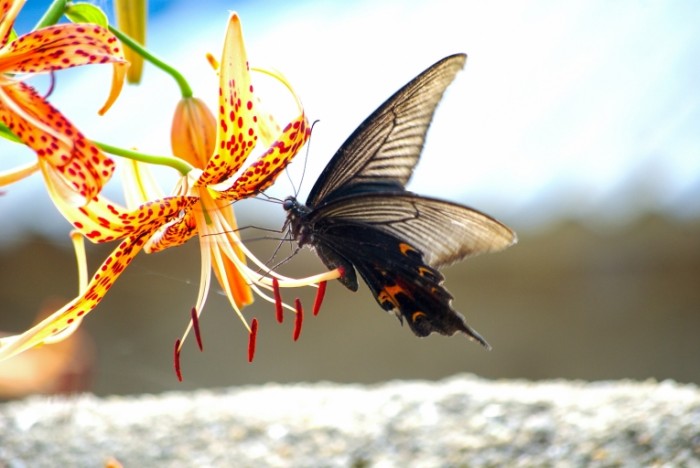 Motyilek makro tsvetok Moth macro flower 4872x3261 700x468 Мотылек, макро, цветок   Moth, macro, flower