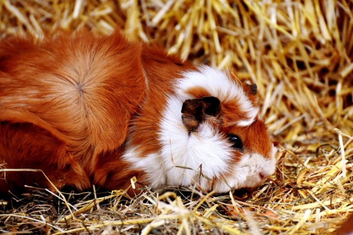 Oranzhevaya morskaya svinka Orange Guinea Pig 6000  4000 700x466 Оранжевая морская свинка   Orange Guinea Pig