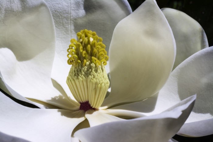 TSvetok magnoliya makro Flower magnolia macro 6000  4000 700x466 Цветок, магнолия, макро   Flower, magnolia, macro