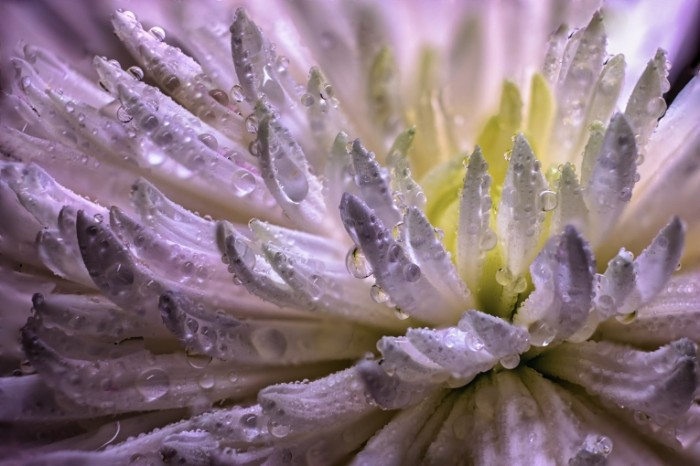 TSvetok rosa makro kapli Flower dew macro drops 5439  3627 700x466 Цветок, роса, макро, капли   Flower, dew, macro, drops