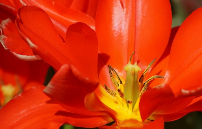 Tyulpan makro tsvetok Tulip macro flower 6000  3851 700x449 Тюльпан, макро, цветок   Tulip, macro, flower