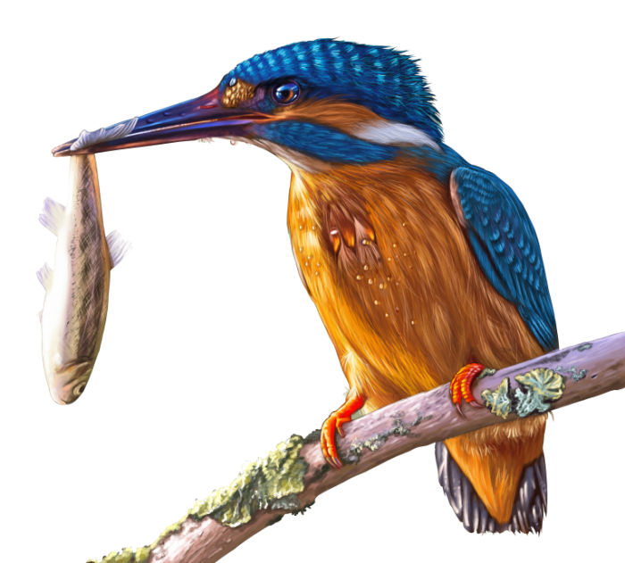 ZHivopis zimorodok makro Painting kingfisher macro 5265  4754 700x631 Живопись, зимородок, макро   Painting, kingfisher, macro