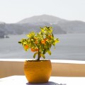 Абрикосы, бонсай, курорт - Apricots, bonsai, resort