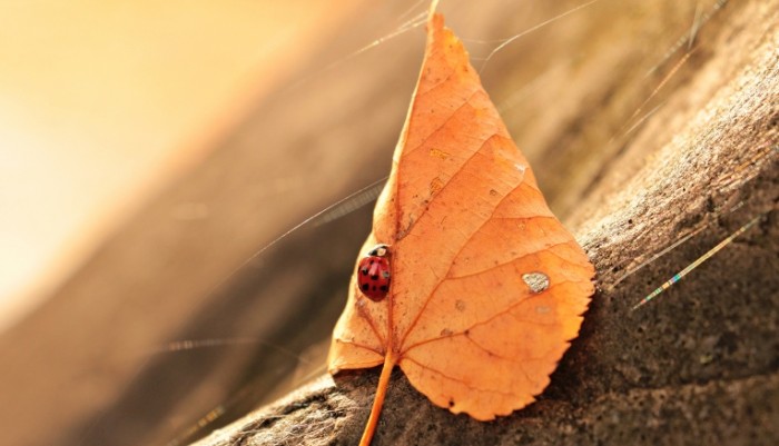 Bozhya korovka makro opavshiy list Ladybug macro fallen leaf 5184  2977 700x401 Божья коровка, макро, опавший лист   Ladybug, macro, fallen leaf