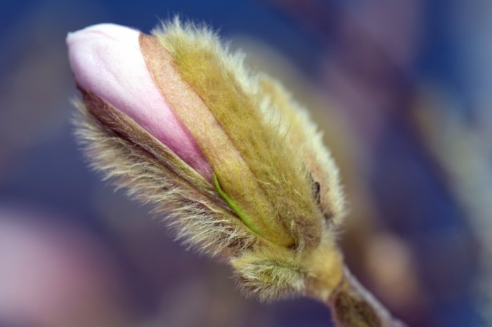 Magnoliya tsvetok makro Magnolia flower macro 6000  4000 700x466 Магнолия, цветок, макро   Magnolia, flower, macro