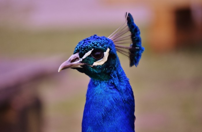 Pavlin makro krasochnaya ptitsa Peacock close up colorful bird 5606  3693 700x460 Павлин, макро, красочная птица   Peacock, close up, colorful bird