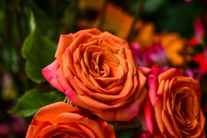 Podkrashennyie rozyi oranzhevyie rozyi Tinted roses orange roses 6000  4000 700x466 Подкрашенные розы, оранжевые розы   Tinted roses, orange roses