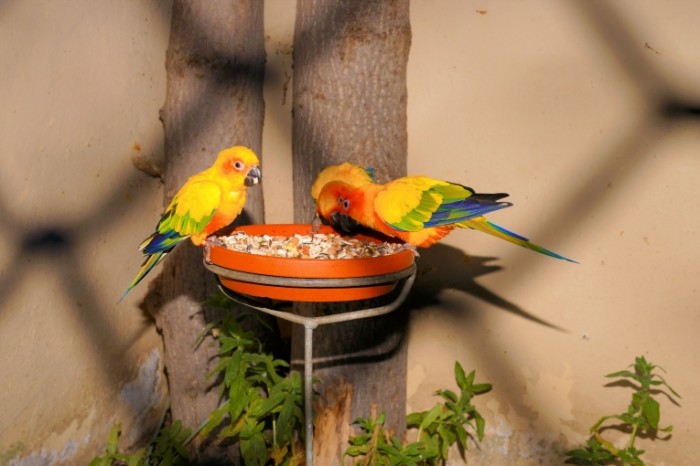 Ptentsyi popugaya krasochnyie ptitsyi Chicks of a parrot colorful birds 6000  4000 700x466 Птенцы попугая, красочные птицы   Chicks of a parrot, colorful birds