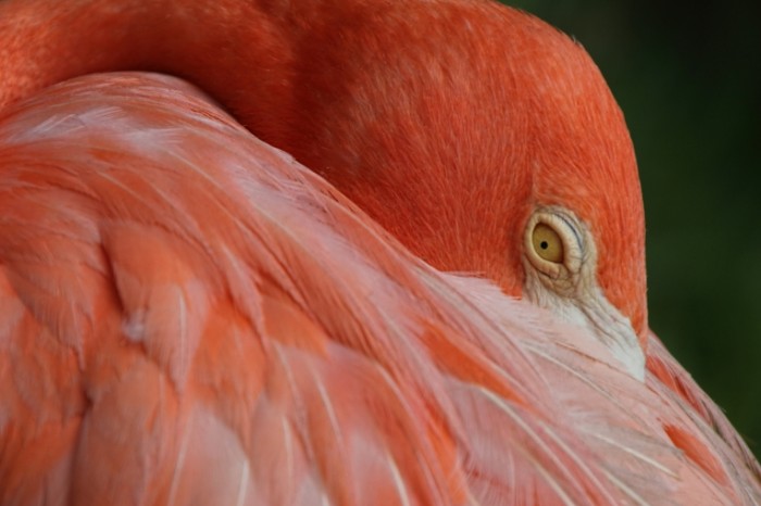 Rozovyiy flamingo makro Pink flamingo macro 7413  4945 700x466 Розовый фламинго, макро   Pink flamingo, macro