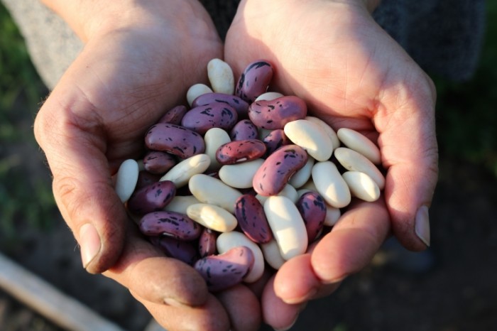 TSvetnaya fasol makro Colored beans macro 6000  4000 700x466 Цветная фасоль, макро   Colored beans, macro