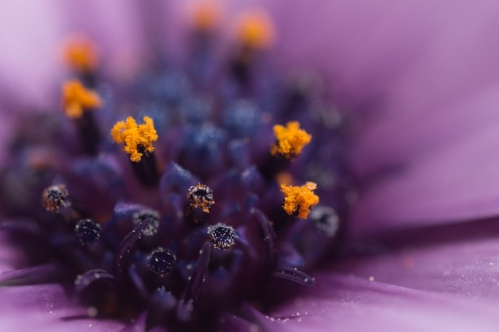 TSvetok pyiltsa makro Flower pollen macro 5184  3456 700x466 Цветок, пыльца, макро   Flower, pollen, macro