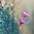 Цветы, сетка рабица, макро - Flowers, mesh netting, macro