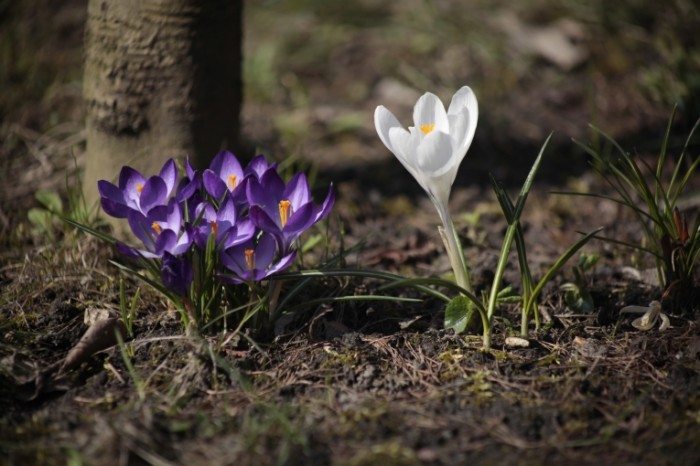 Vesna podsnezhniki krokus Spring snowdrops crocus 5616  3744 700x466 Весна, подснежники, крокус   Spring, snowdrops, crocus