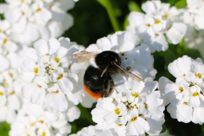 Lugovyie tsvetyi shmel makro Meadow flowers bumblebee macro 5472  3648 700x466 Луговые цветы, шмель, макро   Meadow flowers, bumblebee, macro