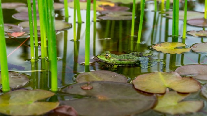 Lyagushka makro lotos prud Frog macro lotus pond 5456  3064 700x392 Лягушка, макро, лотос, пруд   Frog, macro, lotus, pond