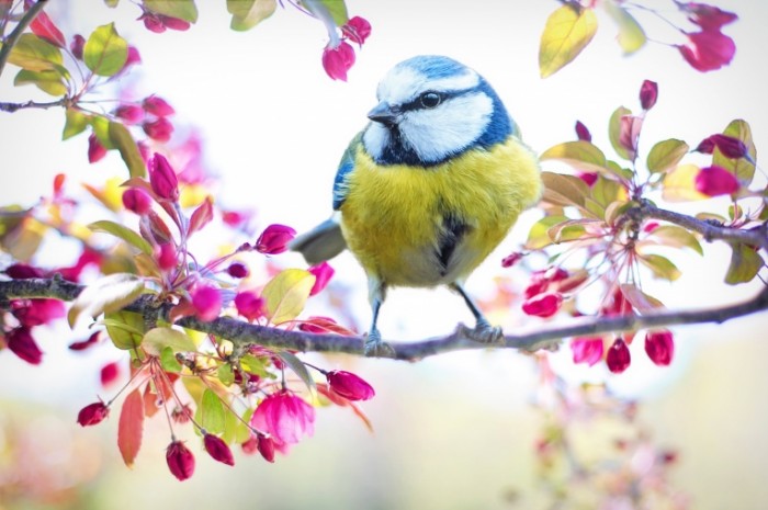 Ptitsa na vetke leto sinitsa Bird on a branch summer tit 5363  3575 700x465 Птица на ветке, лето, синица   Bird on a branch, summer, tit