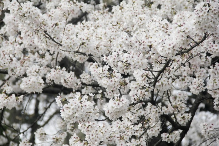 TSvetenie vishni yaponskiy sad vesna Cherry blossoms Japanese garden spring5184  3456 700x466 Цветение вишни, японский сад, весна   Cherry blossoms, Japanese garden, spring