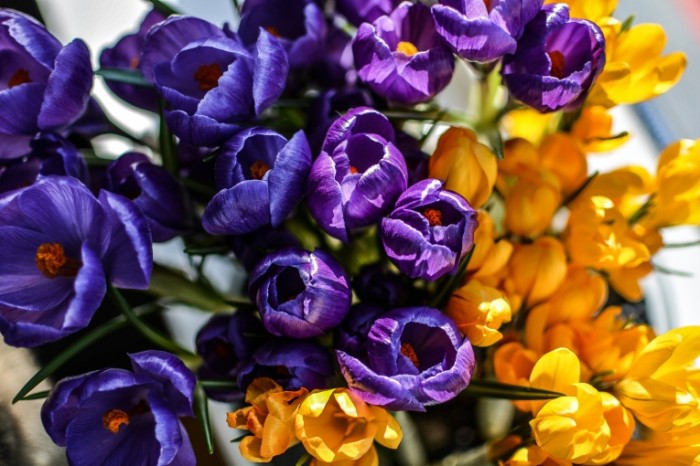 TSvetyi Krokusyi makro Flowers Crocuses macro 6000  4000 700x466 Цветы, Крокусы, макро   Flowers, Crocuses, macro