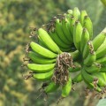 Тропики, Бананы на дереве, фрукты - Tropics, Bananas on a tree, fruit