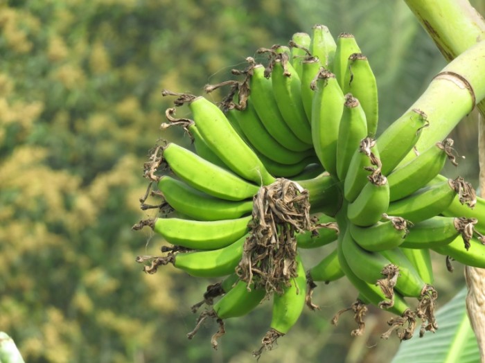 Tropiki Bananyi na dereve fruktyi Tropics Bananas on a tree fruit 5184  3888 700x524 Тропики, Бананы на дереве, фрукты   Tropics, Bananas on a tree, fruit