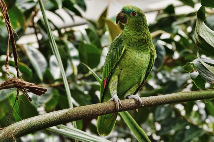 Zelenyiy popugay tropiki ptitsa Green parrot tropics bird 6000  4000 700x466 Зеленый попугай, тропики, птица   Green parrot, tropics, bird